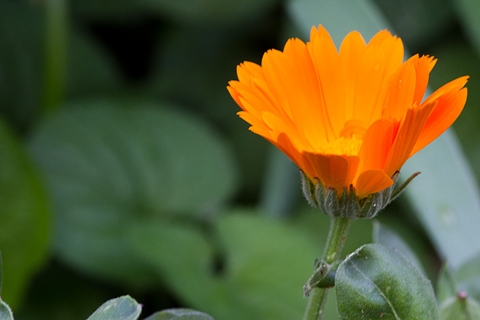 Priroda, cvijece, livada, sparoge, foto: Leo Banic