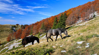 Đir do Zavižana, sjeverni Velebit, foto: Leo Banić