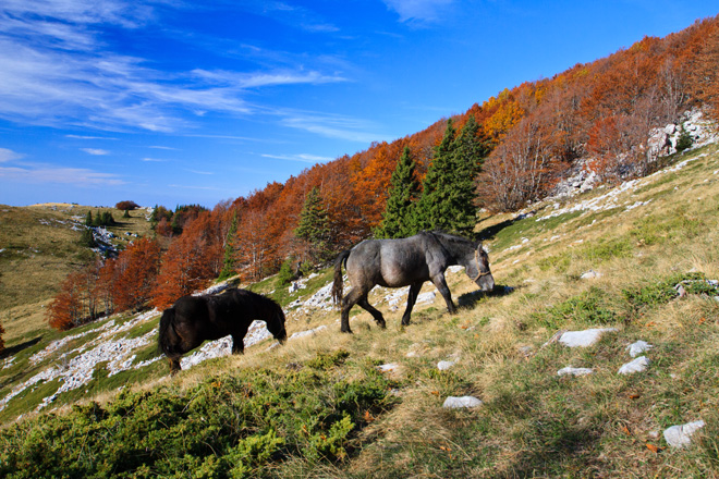 Đir do Zavižana, sjeverni Velebit, foto: Leo Banić