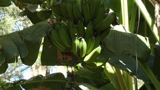 Skitnja Casablancom, foto: Pero Šindija