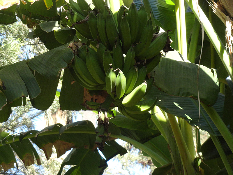 Skitnja Casablancom, foto: Pero Šindija