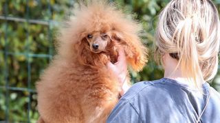 Međunarodna izložba pasa CACIB 2023