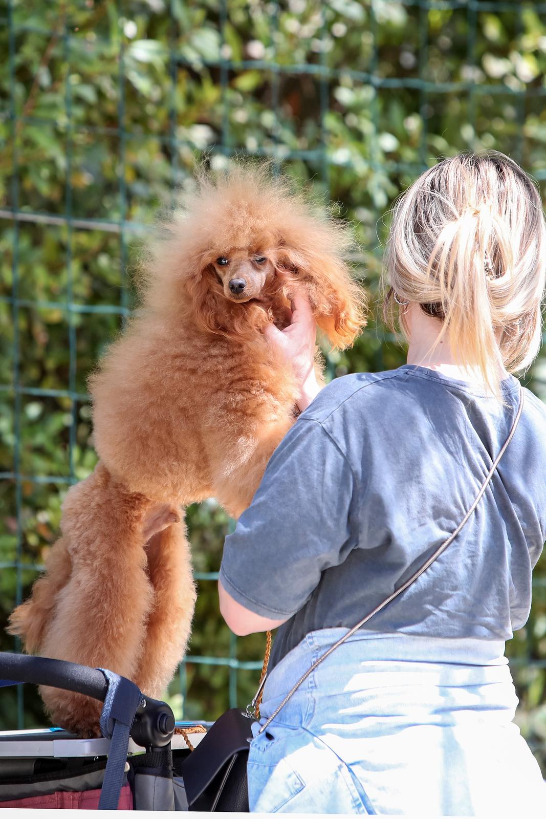 Međunarodna izložba pasa CACIB 2023