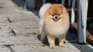 Đir po gradu, subotnja špica, 13. ožujka 2021. Đir po gradu, subotnja špica, 13. ožujka 2021.