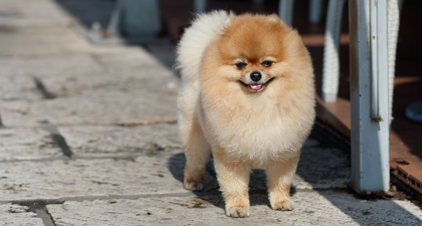 Đir po gradu, subotnja špica, 13. ožujka 2021.