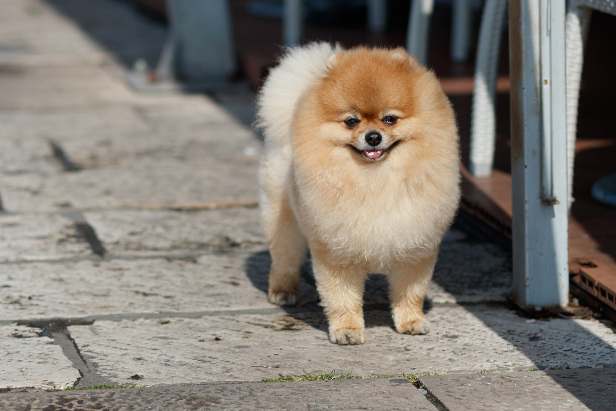 Đir po gradu, subotnja špica, 13. ožujka 2021. Đir po gradu, subotnja špica, 13. ožujka 2021.