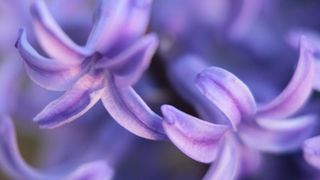 Boje i mirisi proljeća, Foto: CROPIX