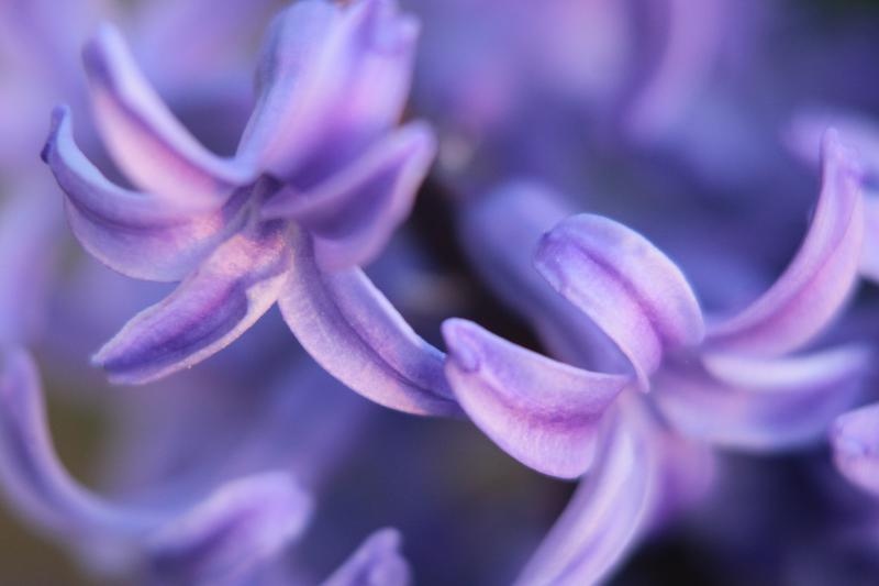 Boje i mirisi proljeća, Foto: CROPIX