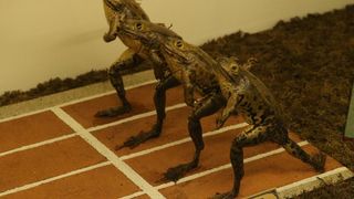 Zbirka od 500-tinjak prepariranih zaba u ljudskim situacijama, smjestena u bivsem kinu Tesla, prema rijecima vlasnika Ivana Medveseka, ne naliazi na dovoljno zanimanje institucija RH pa bi uskoro trebala preseliti u London. Photo: Ivo Cagalj/PIXSELL Zbirka od 500-tinjak prepariranih zaba u ljudskim situacijama, smjestena u bivsem kinu Tesla, prema rijecima vlasnika Ivana Medveseka, ne naliazi na dovoljno zanimanje institucija RH pa bi uskoro trebala preseliti u London. Photo: Ivo Cagalj/PIXSELL