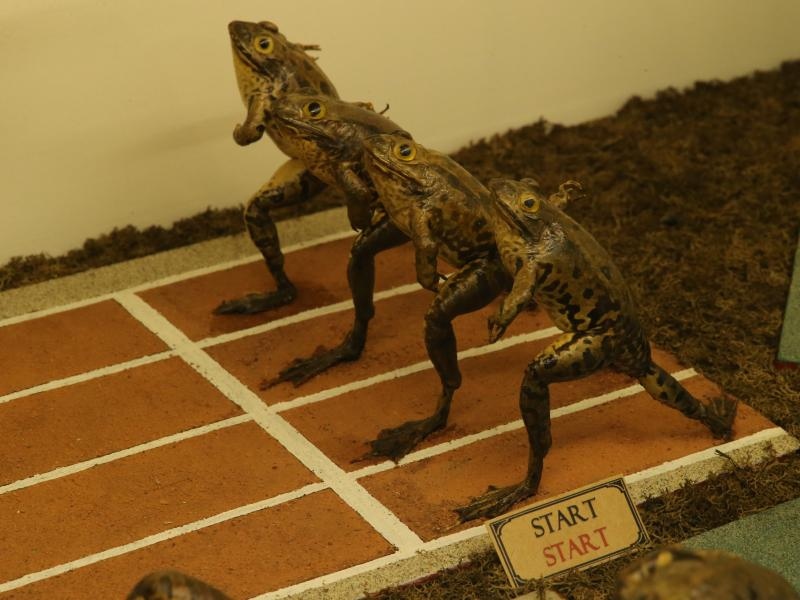 Zbirka od 500-tinjak prepariranih zaba u ljudskim situacijama, smjestena u bivsem kinu Tesla, prema rijecima vlasnika Ivana Medveseka, ne naliazi na dovoljno zanimanje institucija RH pa bi uskoro trebala preseliti u London. Photo: Ivo Cagalj/PIXSELL Zbirka od 500-tinjak prepariranih zaba u ljudskim situacijama, smjestena u bivsem kinu Tesla, prema rijecima vlasnika Ivana Medveseka, ne naliazi na dovoljno zanimanje institucija RH pa bi uskoro trebala preseliti u London. Photo: Ivo Cagalj/PIXSELL