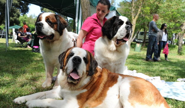 Zadar, 010510.
U autokampu na Boriku odrzava se medjunarodna izlozba pasa svih pasmina “Cacib Zadar”. Organizatori su Hrvatski kinoloski savez i Kinolosko drustvo “Dalmatinski pas” 
iz Zadra. Sudjeluje gotovo 1000 pasa.
Foto: Andrija Lucic / CROPIX