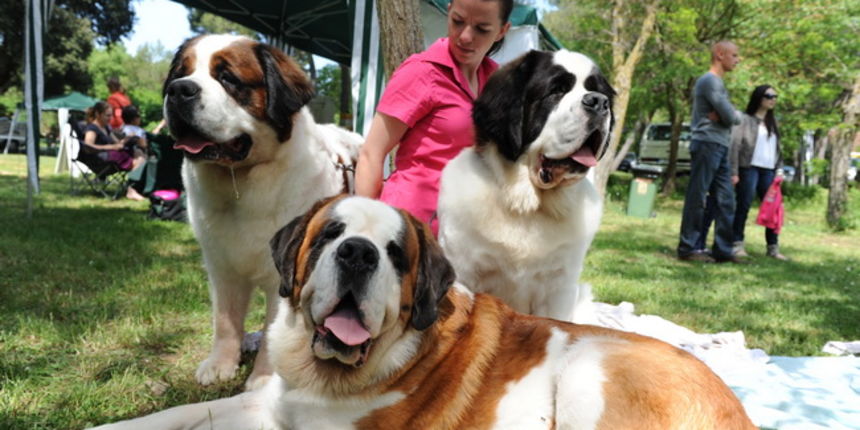 Zadar, 010510.
U autokampu na Boriku odrzava se medjunarodna izlozba pasa svih pasmina “Cacib Zadar”. Organizatori su Hrvatski kinoloski savez i Kinolosko drustvo “Dalmatinski pas”
iz Zadra. Sudjeluje gotovo 1000 pasa.
Foto: Andrija Lucic / CROPIX Zadar, 010510.
U autokampu na Boriku odrzava se medjunarodna izlozba pasa svih pasmina “Cacib Zadar”. Organizatori su Hrvatski kinoloski savez i Kinolosko drustvo “Dalmatinski pas”
iz Zadra. Sudjeluje gotovo 1000 pasa.
Foto: Andrija Lucic / CROPIX