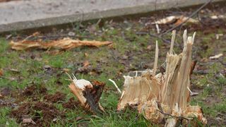 Na Bulevaru posječena stabla lipe stara 40 godina