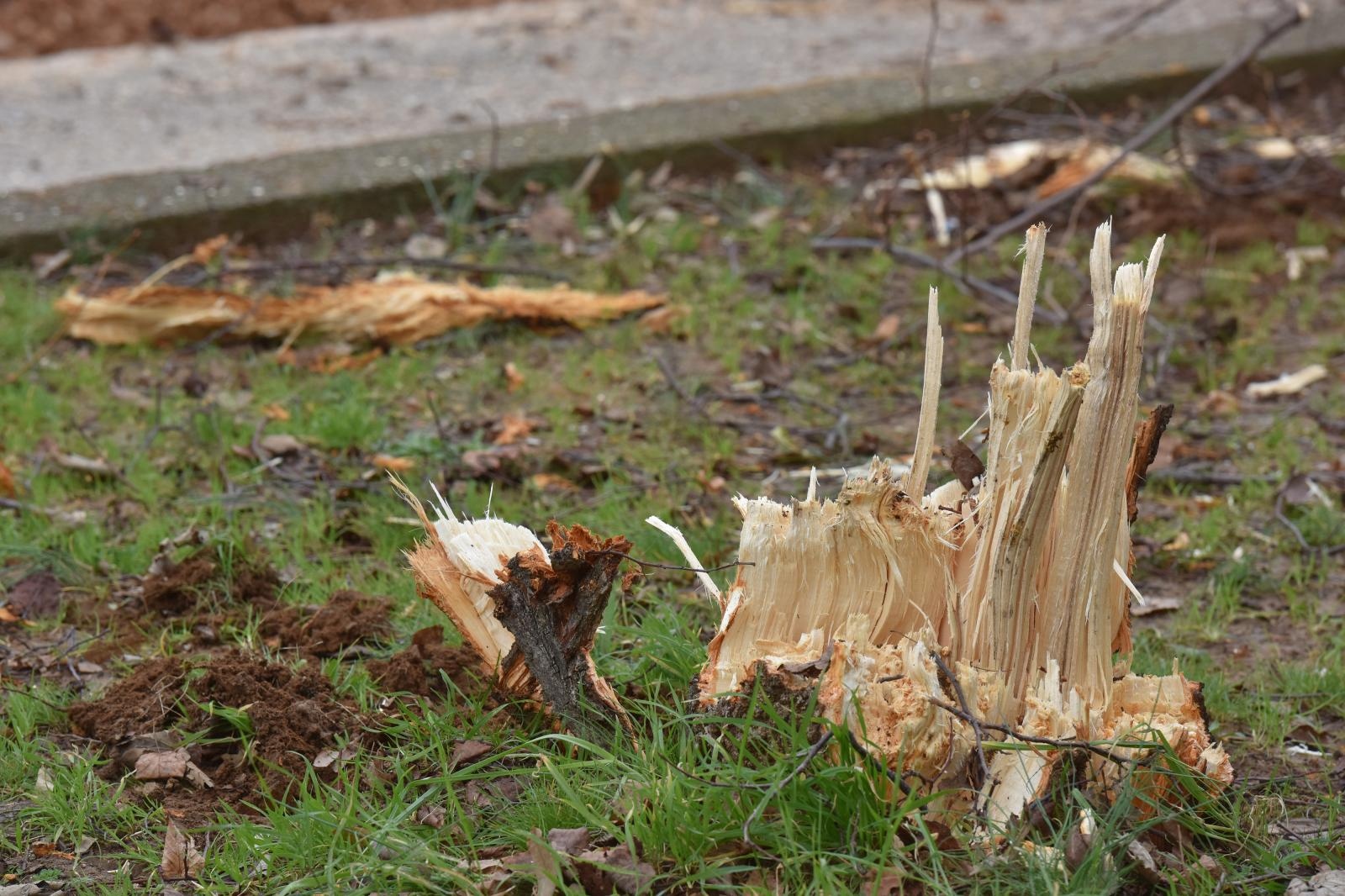 Na Bulevaru posječena stabla lipe stara 40 godina