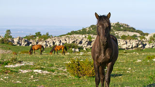 Velebitski divlji konji, Foto: Leo Banić