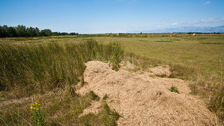 Zlatno žito Dalmacije, slama, foto: Leo Banić