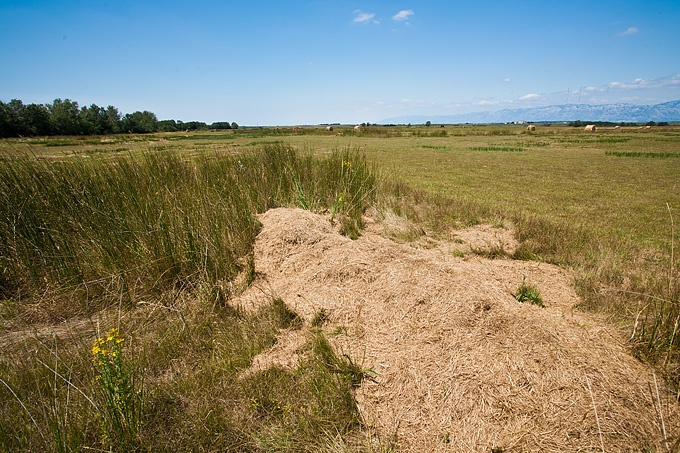 Zlatno žito Dalmacije, slama, foto: Leo Banić