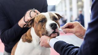 Izložba pasa na Zagrebačkom velesajmu Izložba pasa na Zagrebačkom velesajmu