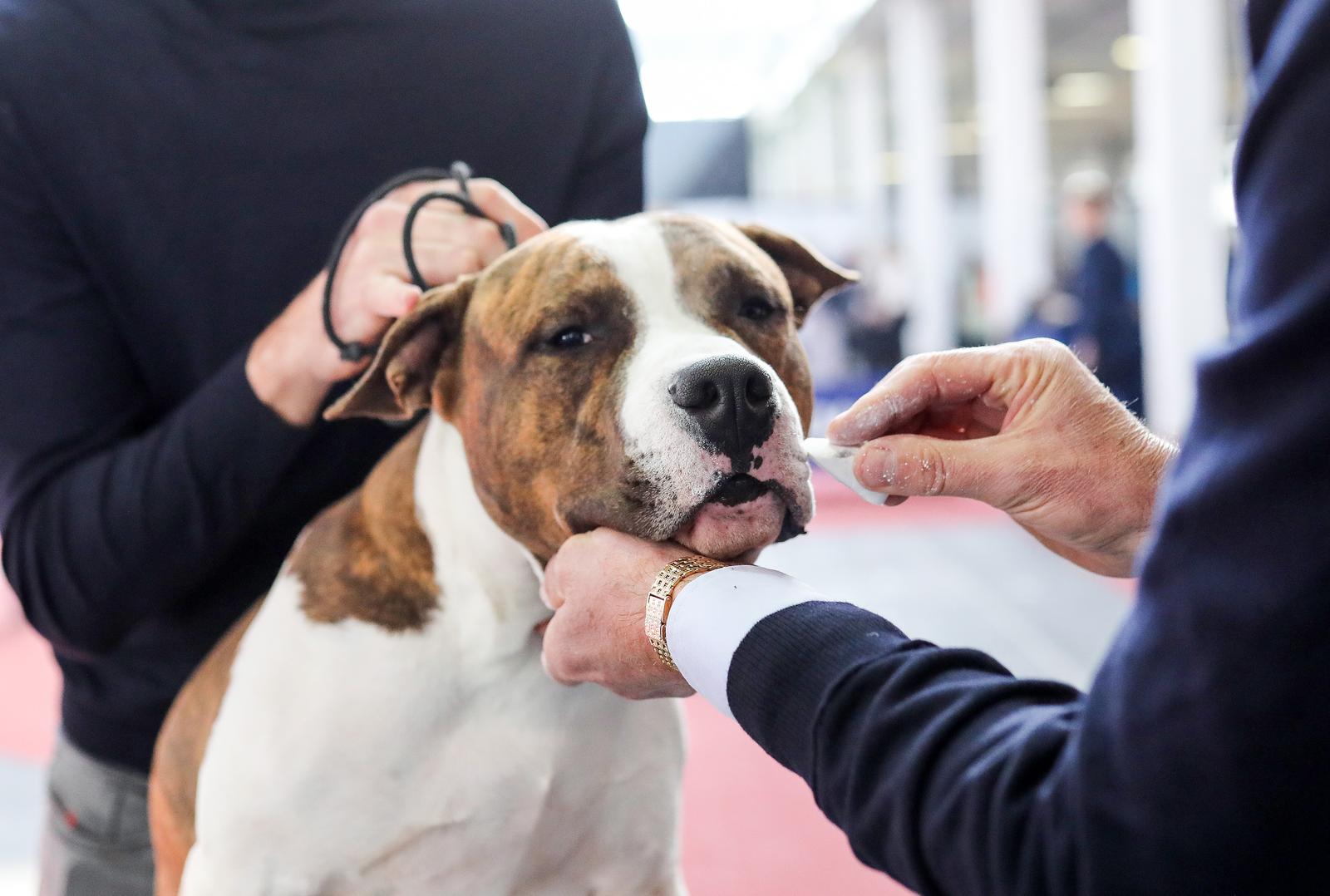 Izložba pasa na Zagrebačkom velesajmu Izložba pasa na Zagrebačkom velesajmu