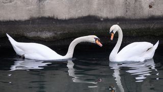 Labudovi pored mosta uveseljavaju Zadrane Labudovi pored mosta uveseljavaju Zadrane