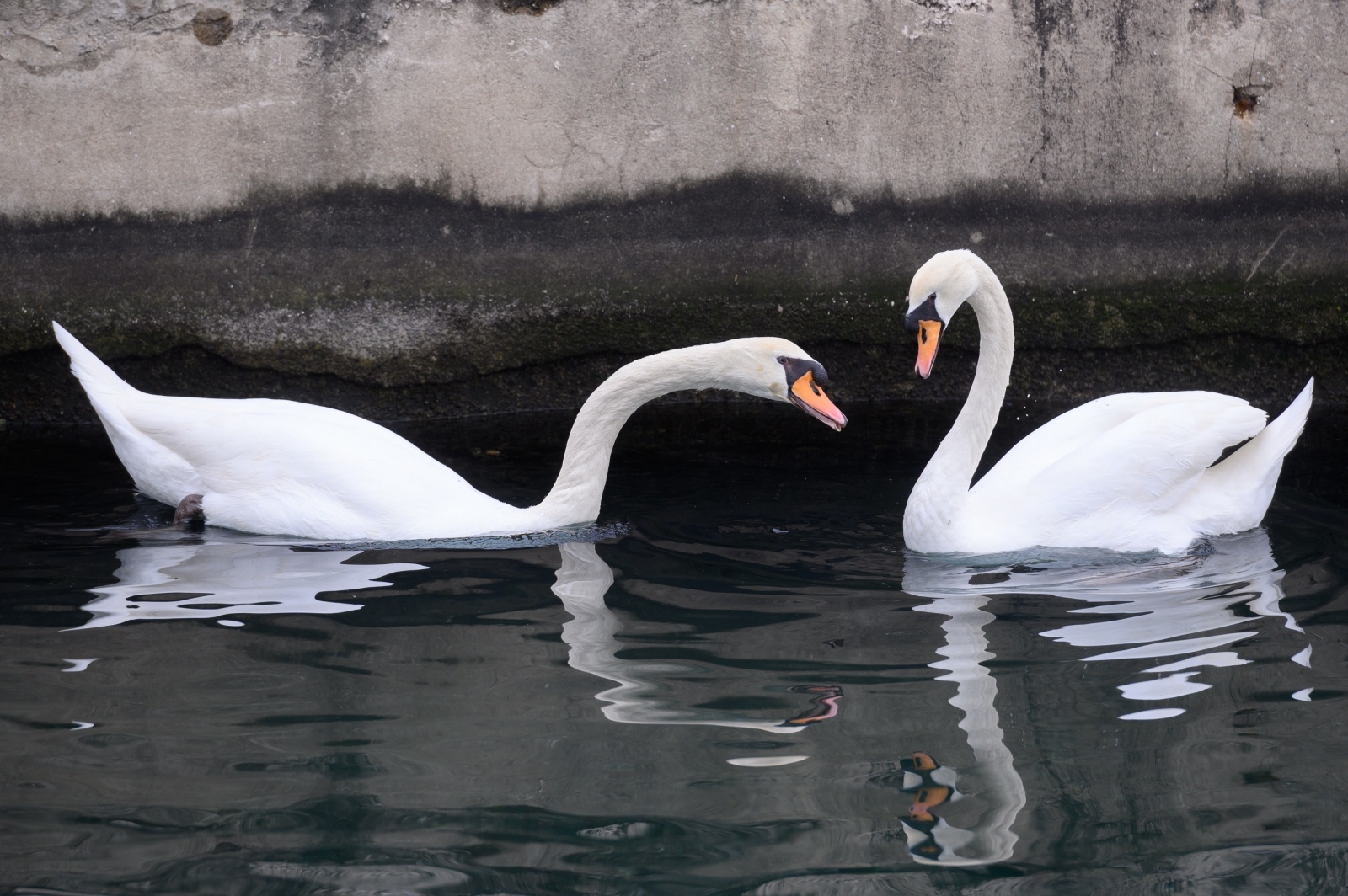Labudovi pored mosta uveseljavaju Zadrane Labudovi pored mosta uveseljavaju Zadrane
