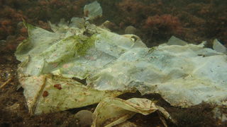 Biograd na Moru: Akcija ciscenja podmorja u uvali Jaz “Cistimo zajedno”