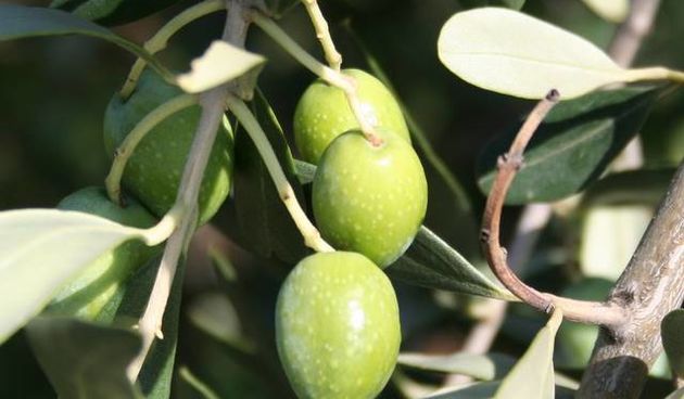 Maslina oblica (Foto: 7maslina.net)