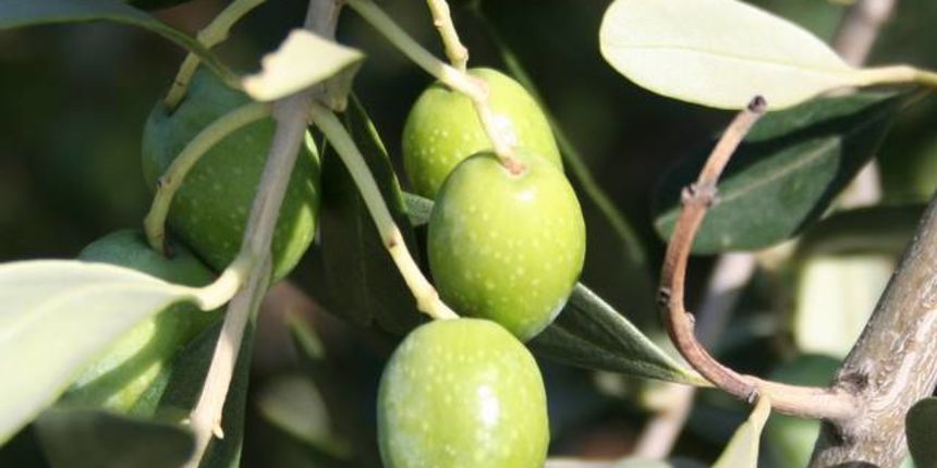 Maslina oblica (Foto: 7maslina.net) Maslina oblica (Foto: 7maslina.net)