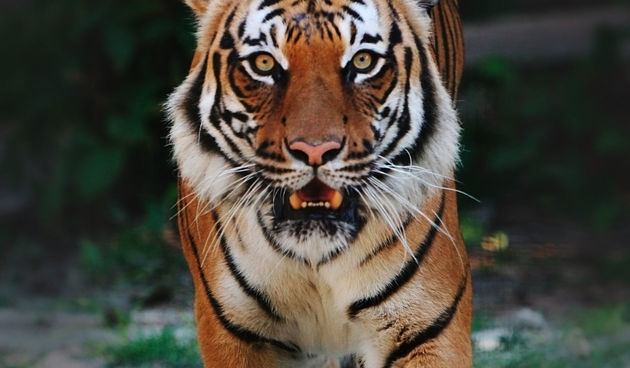 Indokineski tigar (Foto: caribbeangardens.com)