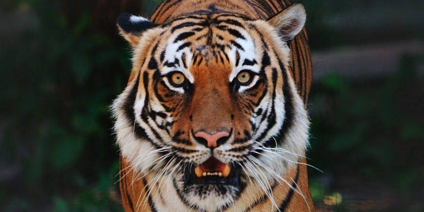 Indokineski tigar (Foto: caribbeangardens.com) Indokineski tigar (Foto: caribbeangardens.com)