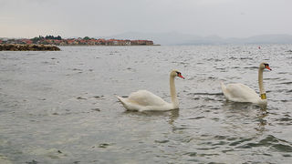 Labudovi u Bibinjama 6. svibnja 2013. Foto: Leo banić Labudovi u Bibinjama 6. svibnja 2013. Foto: Leo banić