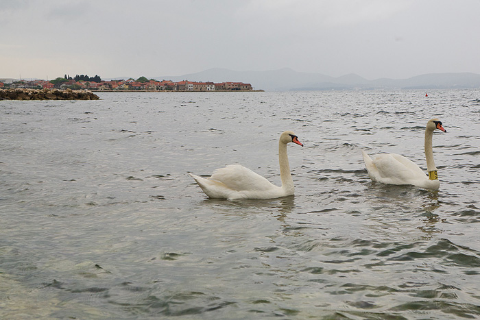 Labudovi u Bibinjama 6. svibnja 2013. Foto: Leo banić Labudovi u Bibinjama 6. svibnja 2013. Foto: Leo banić