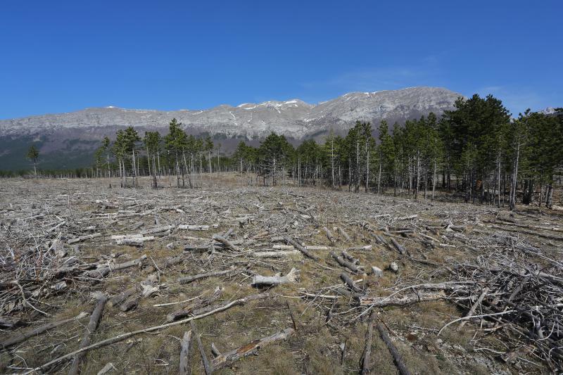 16.03.2014., Juzni Velebit – Topljenje snijega na Juznom Velebitu i procvjetani prvi planinski cvjetovi u ranom proljecu najavljuju skorasnje toplije vrijeme. Photo: Filip Brala/PIXSELL Autor Filip Brala/PIXSELL Ključne riječi rekreacija, planina, pro 16.03.2014., Juzni Velebit – Topljenje snijega na Juznom Velebitu i procvjetani prvi planinski cvjetovi u ranom proljecu najavljuju skorasnje toplije vrijeme. Photo: Filip Brala/PIXSELL Autor Filip Brala/PIXSELL Ključne riječi rekreacija, planina, pro