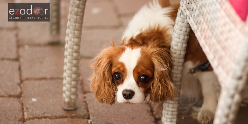 Đir po gradu, srijeda 4. travnja 2018. Pas