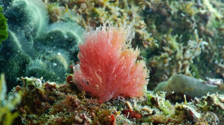 Morske alge kao blago i resurs budućnosti Morske alge kao blago i resurs budućnosti