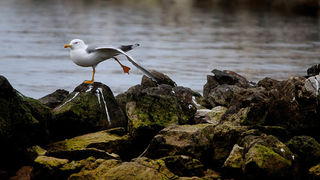 Moj galebe by Leo Banić