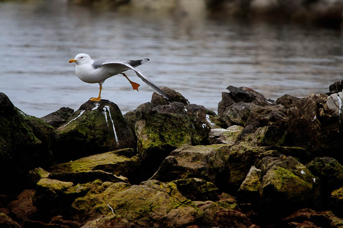 Moj galebe by Leo Banić