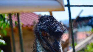 Zaton Obrovački: ZOO s egzotičnim i domaćim životinjama Zaton Obrovački: ZOO s egzotičnim i domaćim životinjama