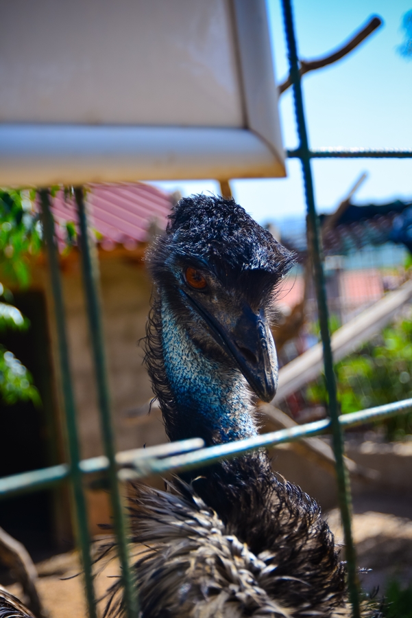 Zaton Obrovački: ZOO s egzotičnim i domaćim životinjama Zaton Obrovački: ZOO s egzotičnim i domaćim životinjama