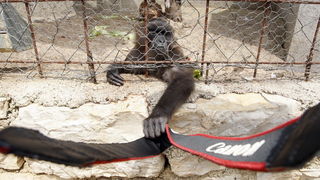 Zadar, 270510.
Prijatelji zivotinja se pobunili protiv improviziranog ZOO-a u Obrovcu. Vlasnik restorana Anita Milan Anic uz janjetinu s raznja u svojoj ponudi drzi i egzoticne zivotinje, majmune, klokane, nojeve, rode, rakune.
Foto: Jure Miskovic / CROPI Zadar, 270510.
Prijatelji zivotinja se pobunili protiv improviziranog ZOO-a u Obrovcu. Vlasnik restorana Anita Milan Anic uz janjetinu s raznja u svojoj ponudi drzi i egzoticne zivotinje, majmune, klokane, nojeve, rode, rakune.
Foto: Jure Miskovic / CROPI