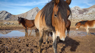 Libinje: Velebitski divlji konji, Foto: Leo Banić