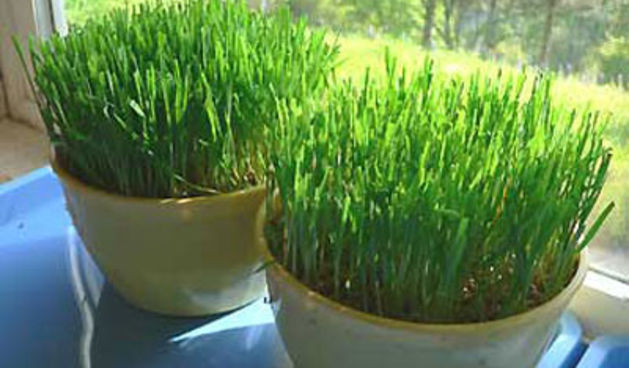 Božićna pšenica, foto: www.uredidom.com