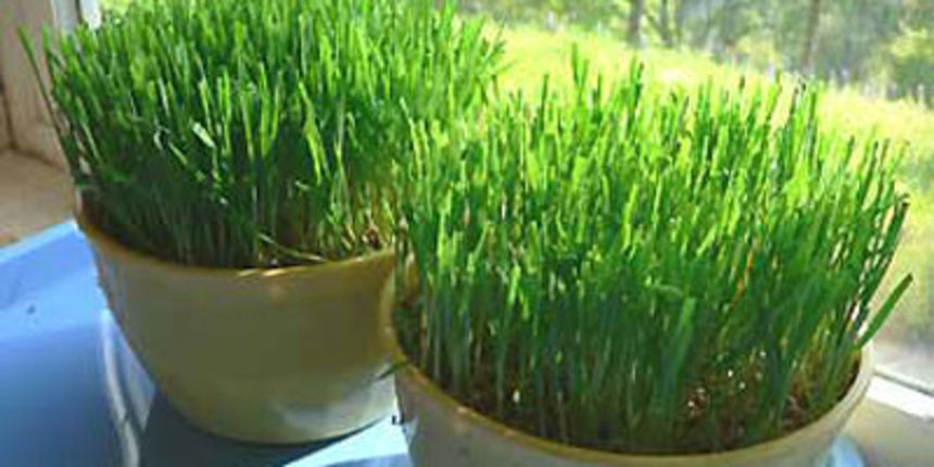 Božićna pšenica, foto: www.uredidom.com