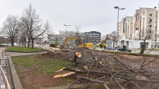 Na Bulevaru posječena stabla lipe stara 40 godina