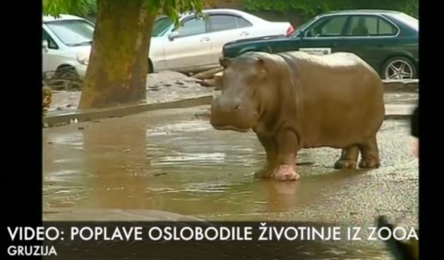 Poplave oslobodile životinje iz ZOO-a, poginulo osmero ljudi, foto: PrintScreen/24sata