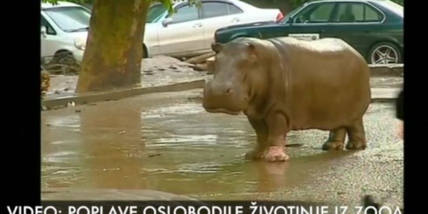 Poplave oslobodile životinje iz ZOO-a, poginulo osmero ljudi, foto: PrintScreen/24sata
