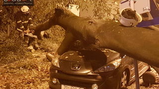 Jak vjetar srušio stablo na parkirane automobile kod OŠ Petar Preradović na Poluotoku