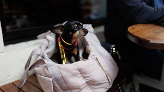 Đir po gradu, subotnja špica 31. prosinca 2022.