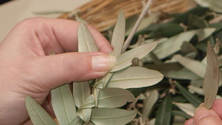 DV ‘Voštarnica’ – oaza ekologije