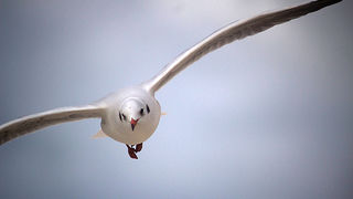 Galebov let (foto:Saša Čuka)